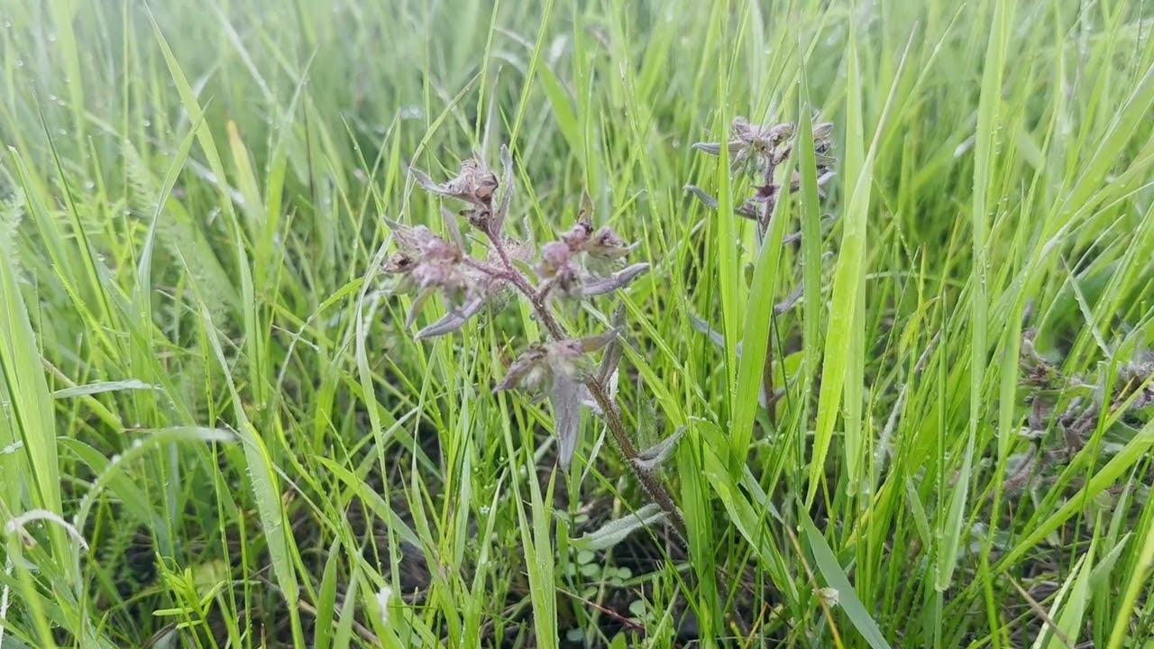 Rain Over the Field &bull; Nature Sounds for Sleep and Deep Relaxation