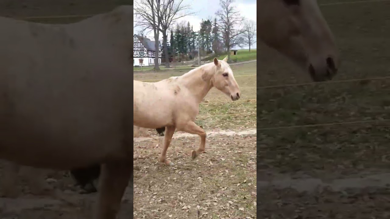 Arbeit mit Piti im Roundpen 