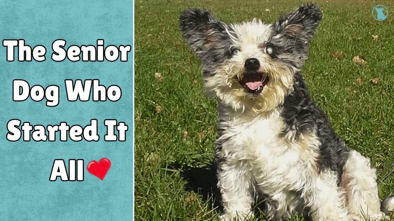 Happy: The Little (Old) Dog Who Started It All ❤️