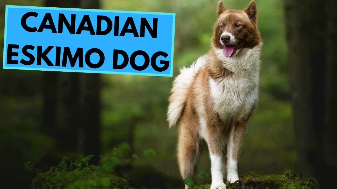 Canadian Eskimo Dog - TOP 10 Interesting Facts