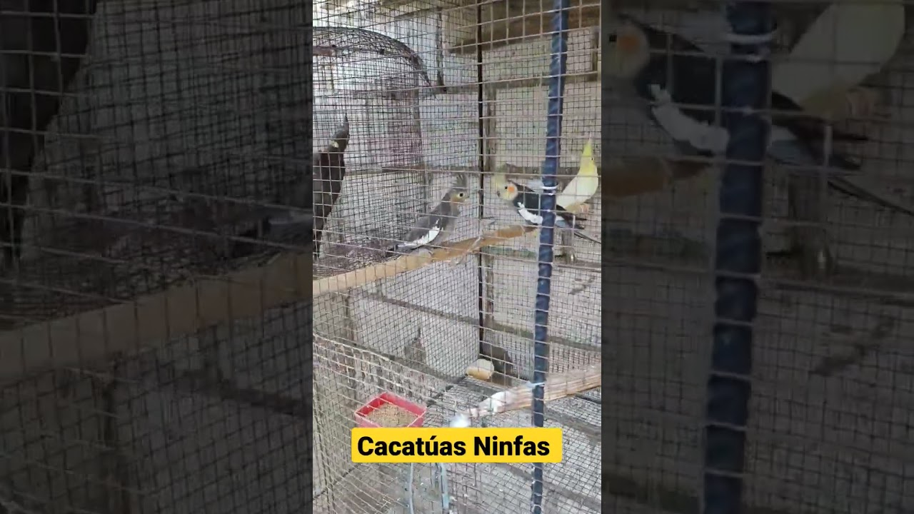 Cacat&uacute;as Ninfas #exotibirds