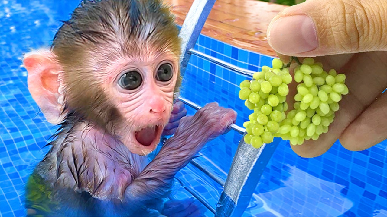 اكتشف القرد بون بون عنقوداً ضخماً من العنب أثناء حصاده في المزرعة | Bon Bon Arabic