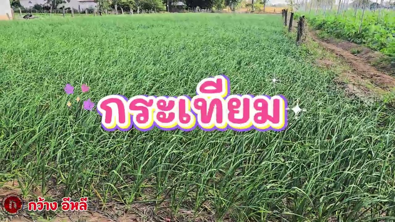 กระเทียมแก้วศรีสะเกษ@KwangE-Lee 