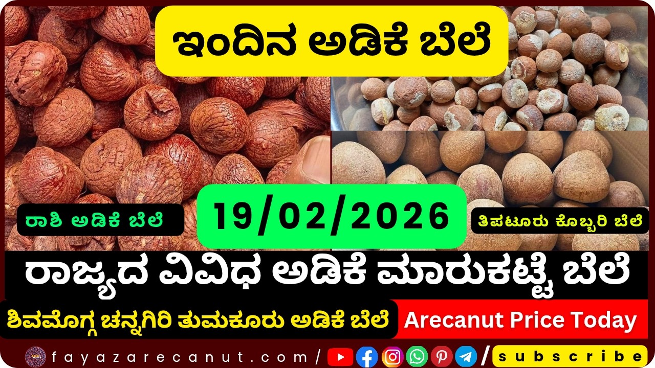 Arecanut Price Today &ndash; 19 February 2026 | Shivamogga Adike Market | Tiptur Copra Tender