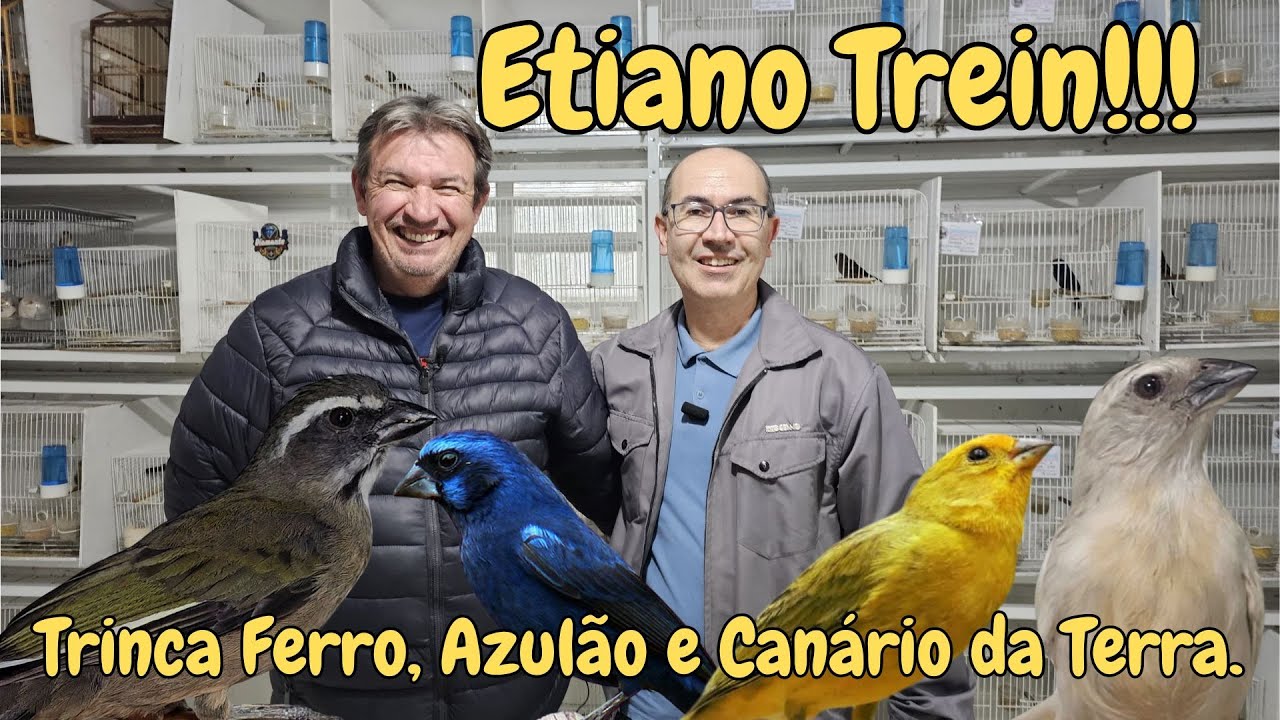 TRINCA FERRO E AZULÃO FORTES PARA CAMPEONATOS NO CRIATÓRIO SÃO MIGUEL.
