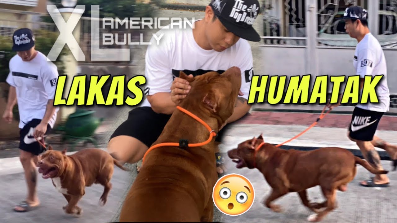 BEAST!!! LAKAS HUMATAK NG XL AMERICAN BULLY!!! &bull; Sam Walastik