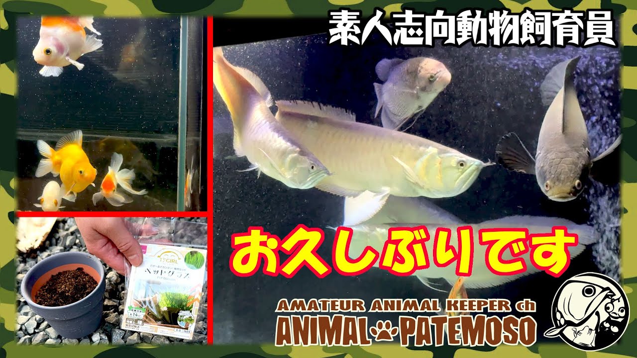 【近況報告】最近のアクア状況と猫草を育てて猫に食わせてみる！ #アクアリウム #猫動画 #猫草 #金魚