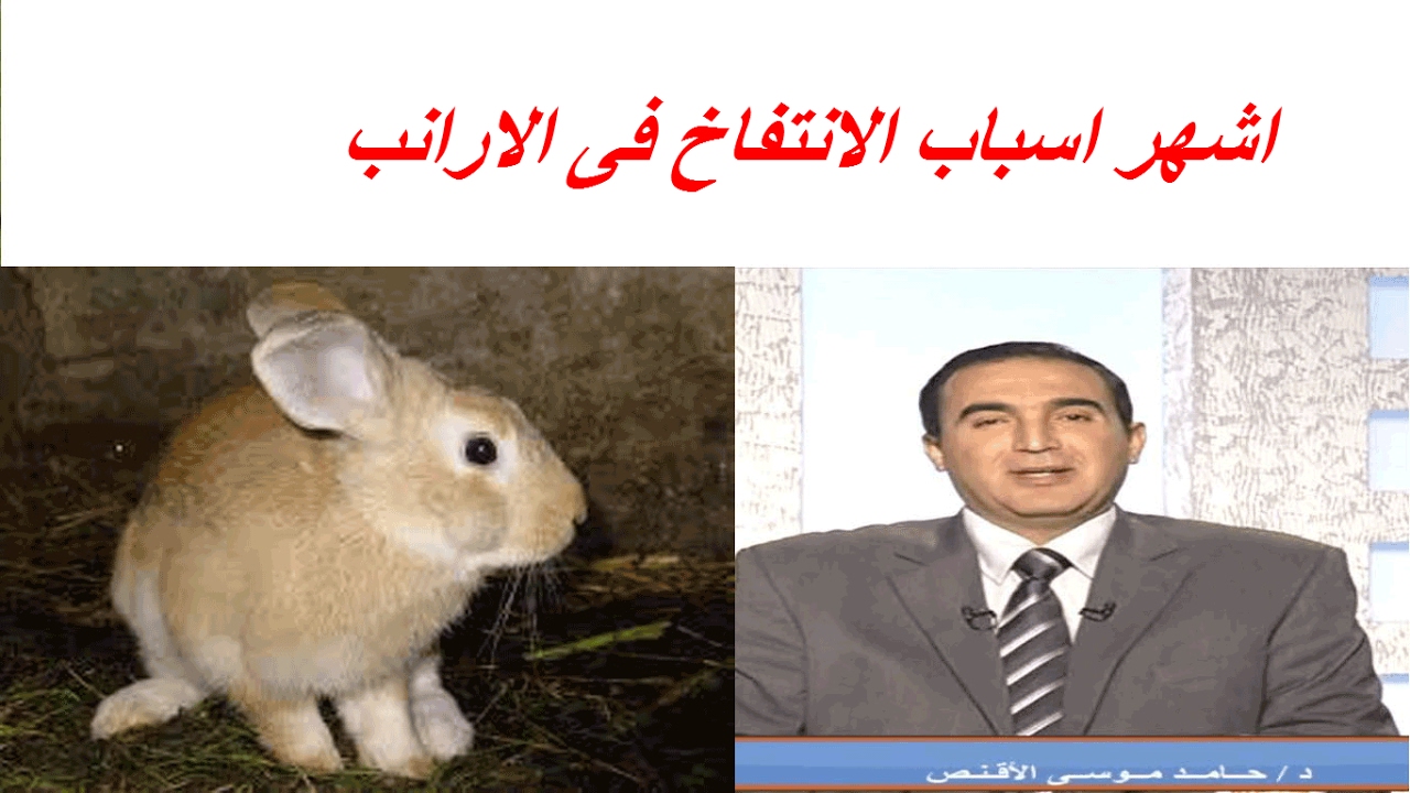 اشهر اسباب الانتفاخ فى الارانب