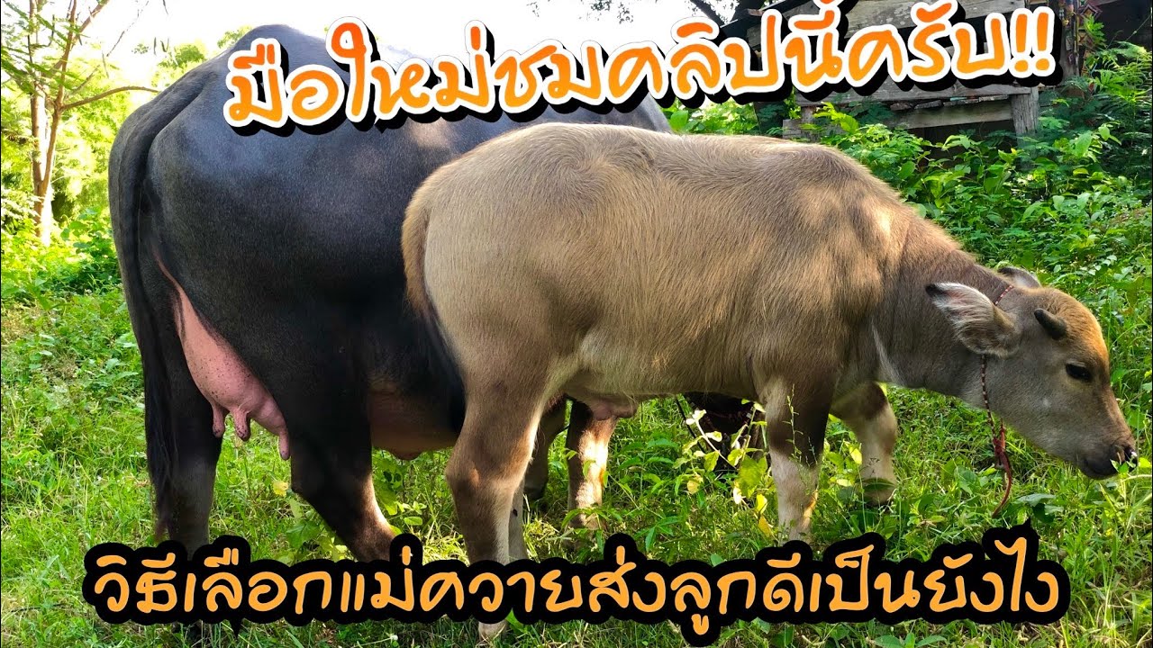 พาชมควายงาม วิธีเลือกแม่ควายส่งลูกดีเป็นยังไงชมคลิปนี้ครับ