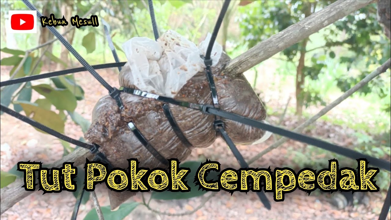 [ Episod 208 ] Cara Tut pokok Cempedak kampung