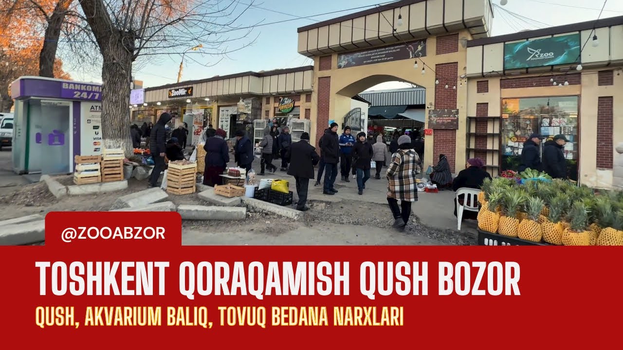 ТОШКЕНТ ҚОРАҚАМШ ҚУШ БОЗОР | ҚУШ, АКВАРИУМ БАЛИҚ, ТОВУҚ, БЕДАНА НАРХЛАРИ