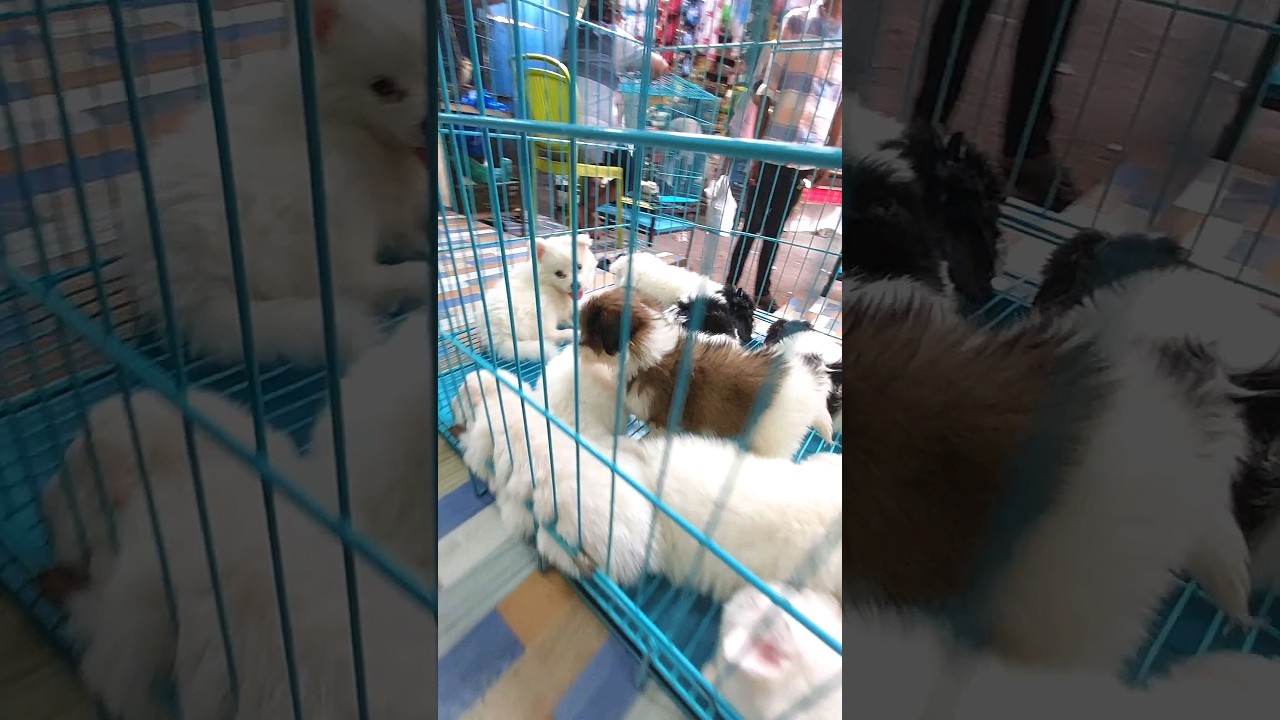 Mumbai Cheap🔥Pet Market!😱 - #shorts #shortsfeed #youtubeshorts #trending #viral #travel #minivlog