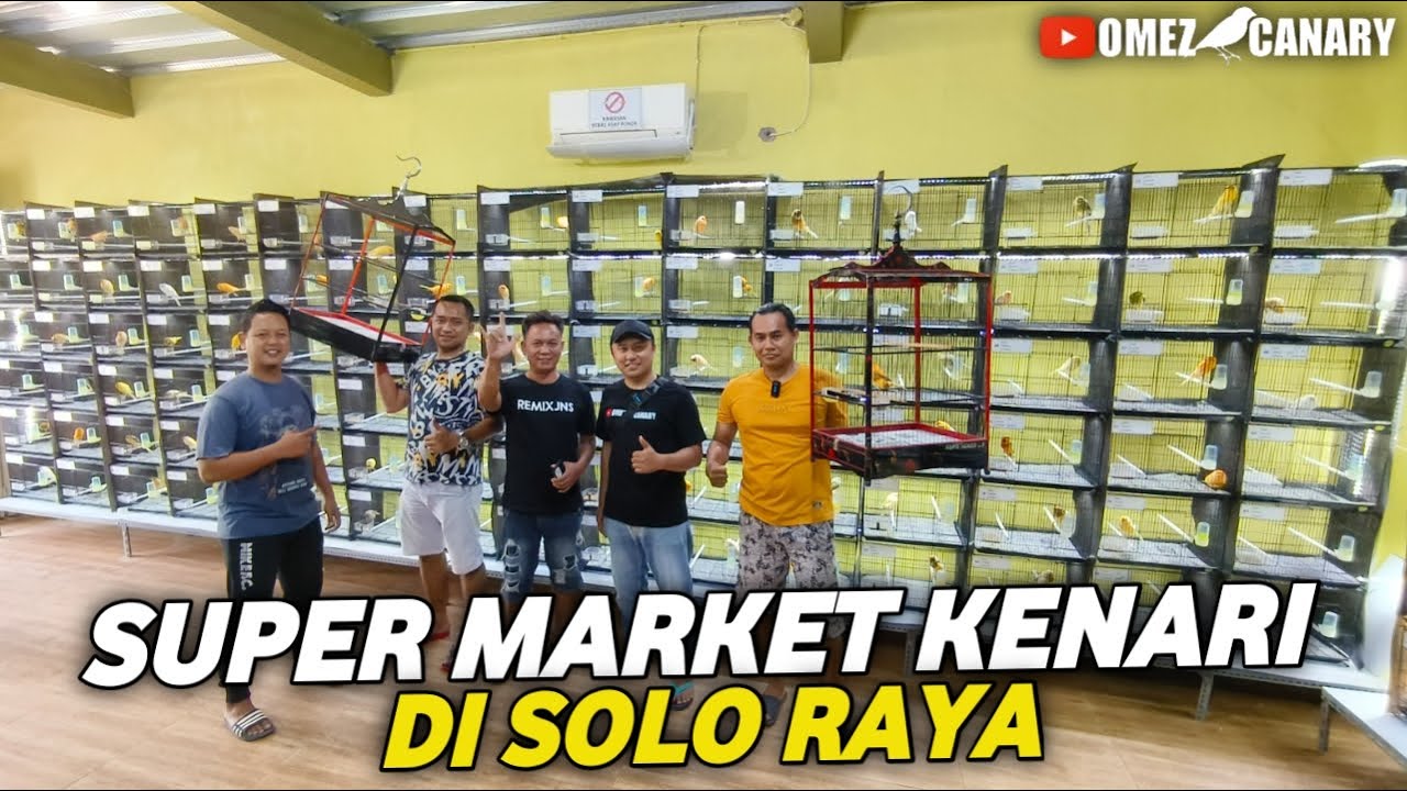 REVIEW pusat kenari import Soloraya‼️Ratusan kenari yorkshire postur indah mulai masuk kembali