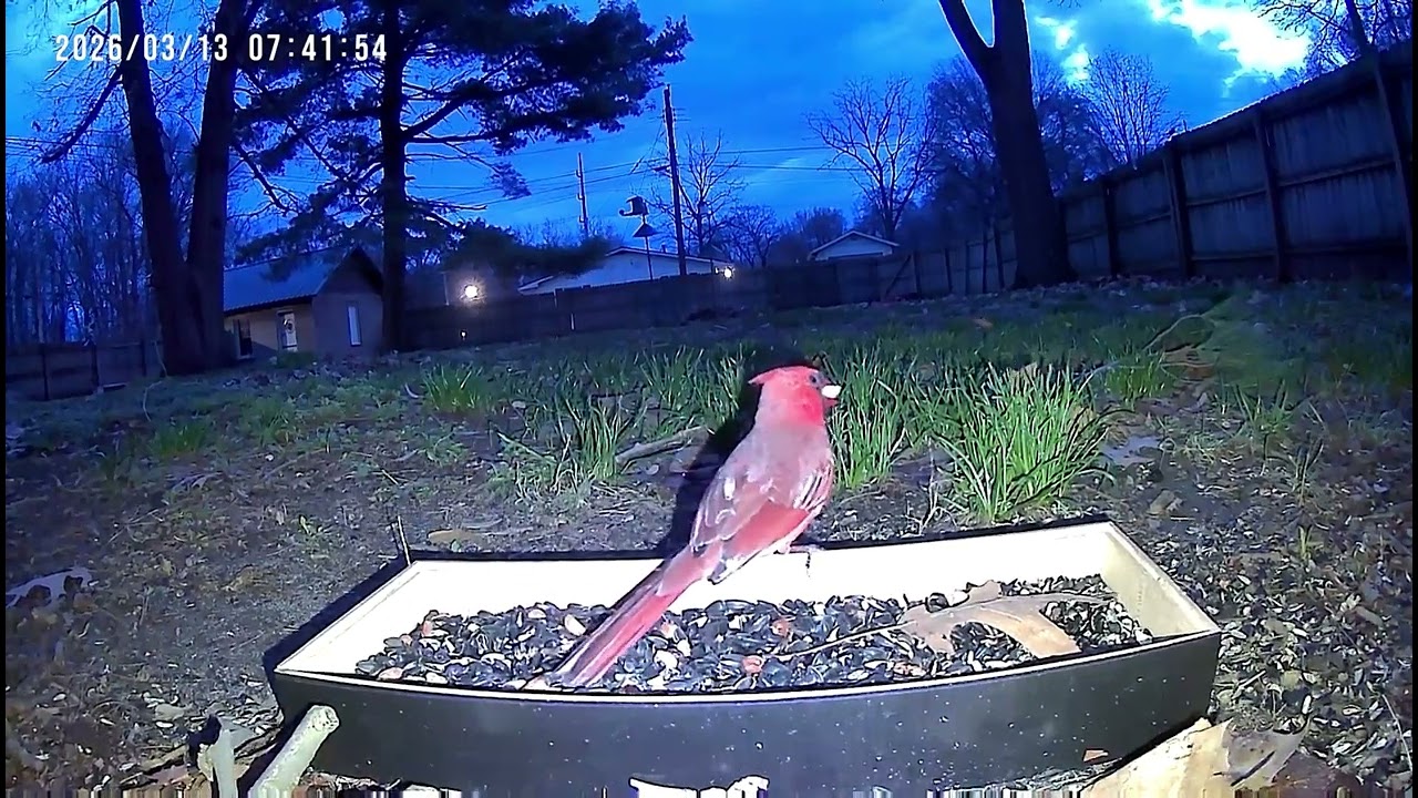 Northern Cardinal calls for his mat. She doesn’t come. Not a happy Cardinal.