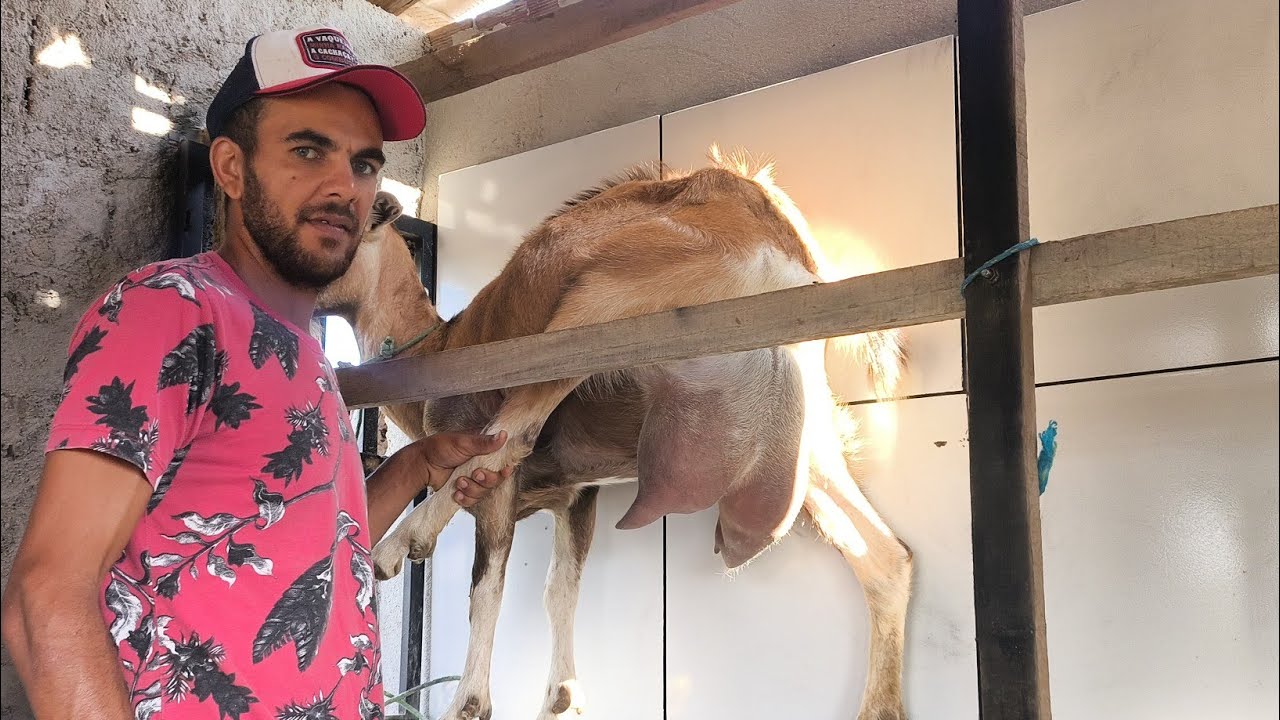 AGORA VAMOS VER QUANTOS LITROS DE LEITE DEU A CABRA DO JUNINHO DI ANA QUE FOI DE JUNINHO TAMBÉM PB