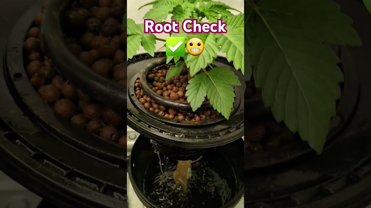 Roots Looking Healthy? #plants  #hydroponic #hydro #indoorplants #roots #check #shorts