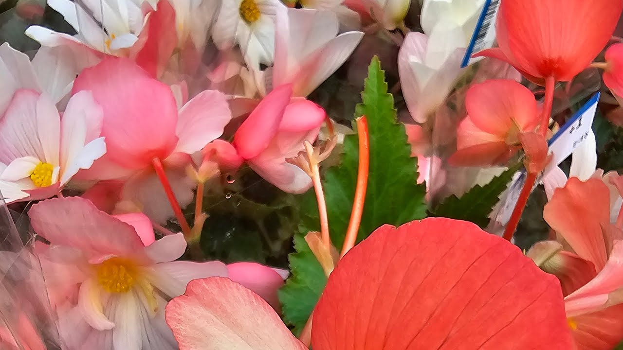 3월20일 금요일 01094941777문자주세요 베고니아