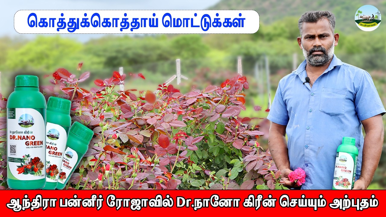 🌹கொத்துக் கொத்தாய் ரோஜா மொட்டுக்கள் 🌹ஆந்திரா பன்னீர் ரோஜா நல்ல வளர்ச்சி ☎️81250 24704