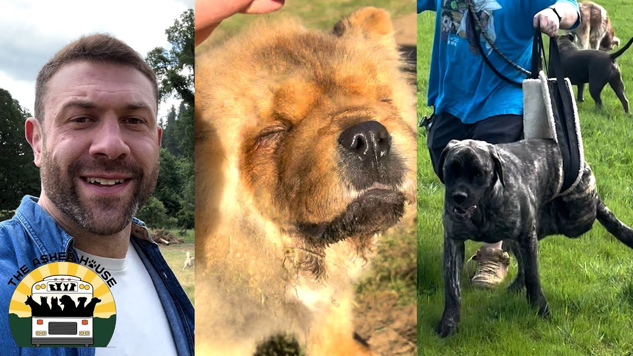 Exciting updates on Little Bear's surgery, Roo and recently adopted dogs | The Asher House