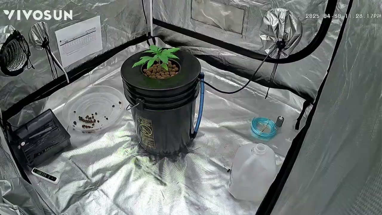 Lilac diesel rbx2 Dwc Timelapse