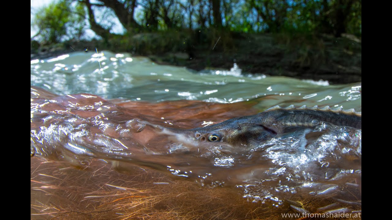 LIFE Sterlet -Project documentary