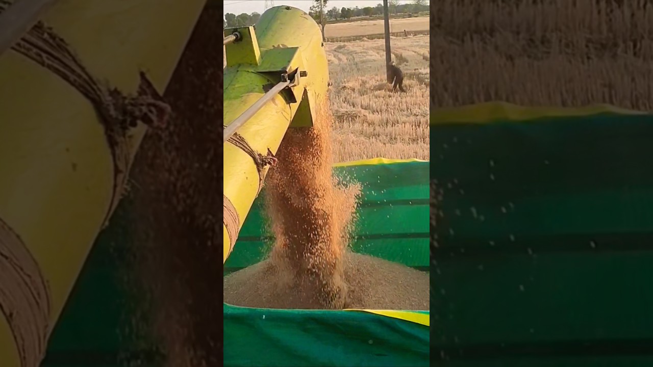 wheat Hi1650(pusa ojasvi) Harvesting