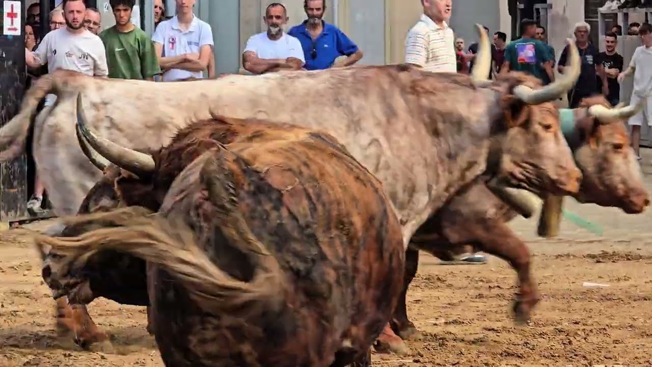 Deleite de bravura Sergio Centelles y Adolfo Martin en Almazora 20 Mayo 2025