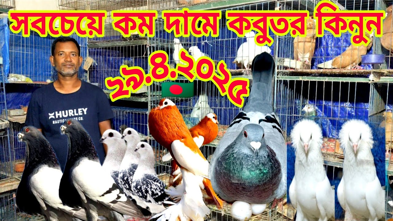 স্প্যানিশ কবুতরের দাম জানুন।। কিং কবুতরের বাগান।। সবচেয়ে কম দামে কবুতর কিনুন