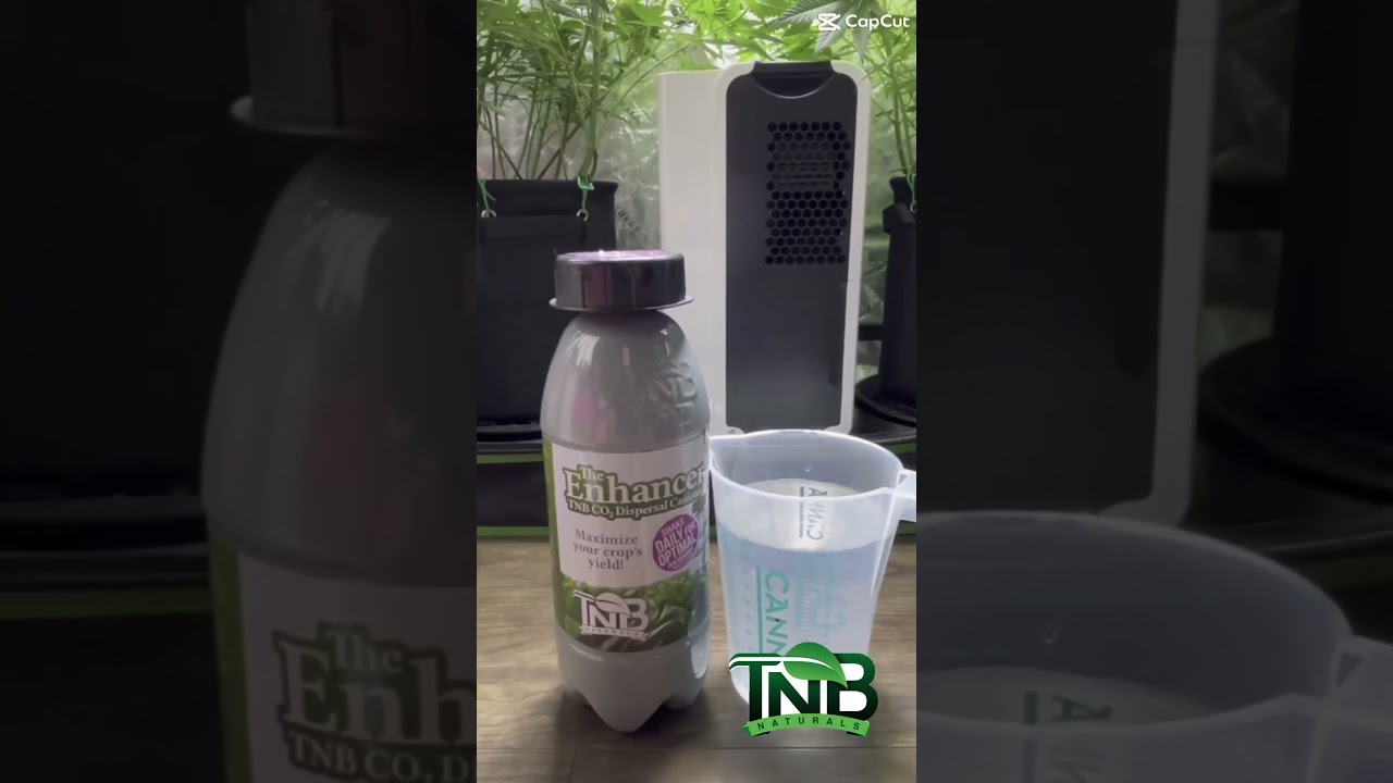 stevegrowsweed - @tnbnaturals #soyouwanttobesponsoredbytnbnaturalscontest2024 #sponsorthisguy