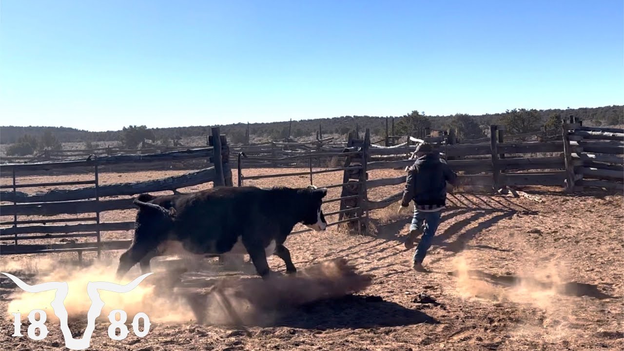 Loading A Mean Cow. We Found An Old Cowboy Trail In The Cliffs