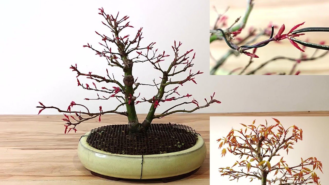 🔝 BONSAI ARCE PALMATUM - METSUMI - EXPLICANDO CONCEPTOS