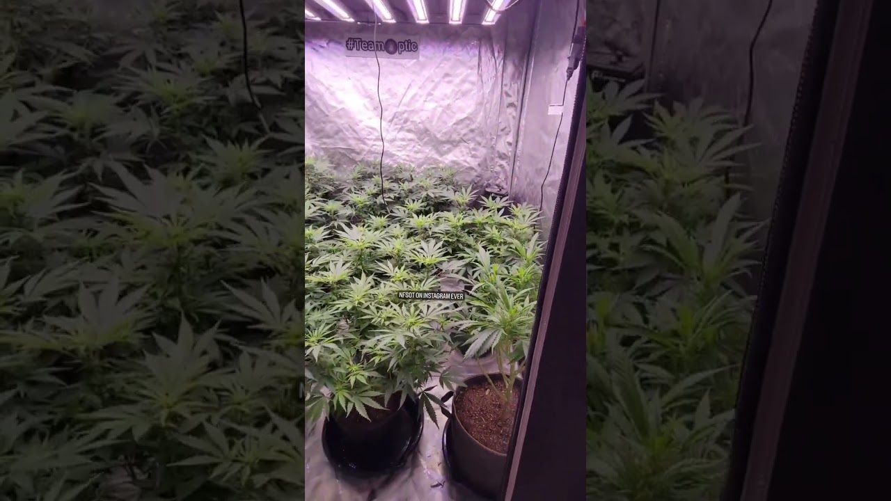 5x5 Grow Tent- Slim 750S NextGen