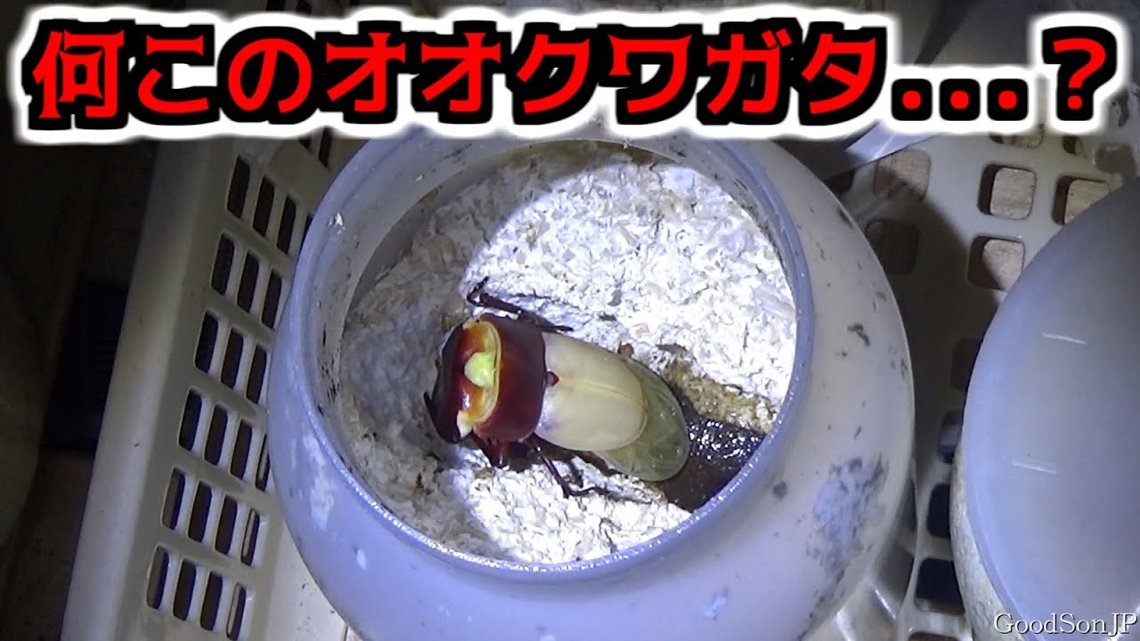 天然のオオクワガタを繁殖させたらあり得ない子が生まれた...