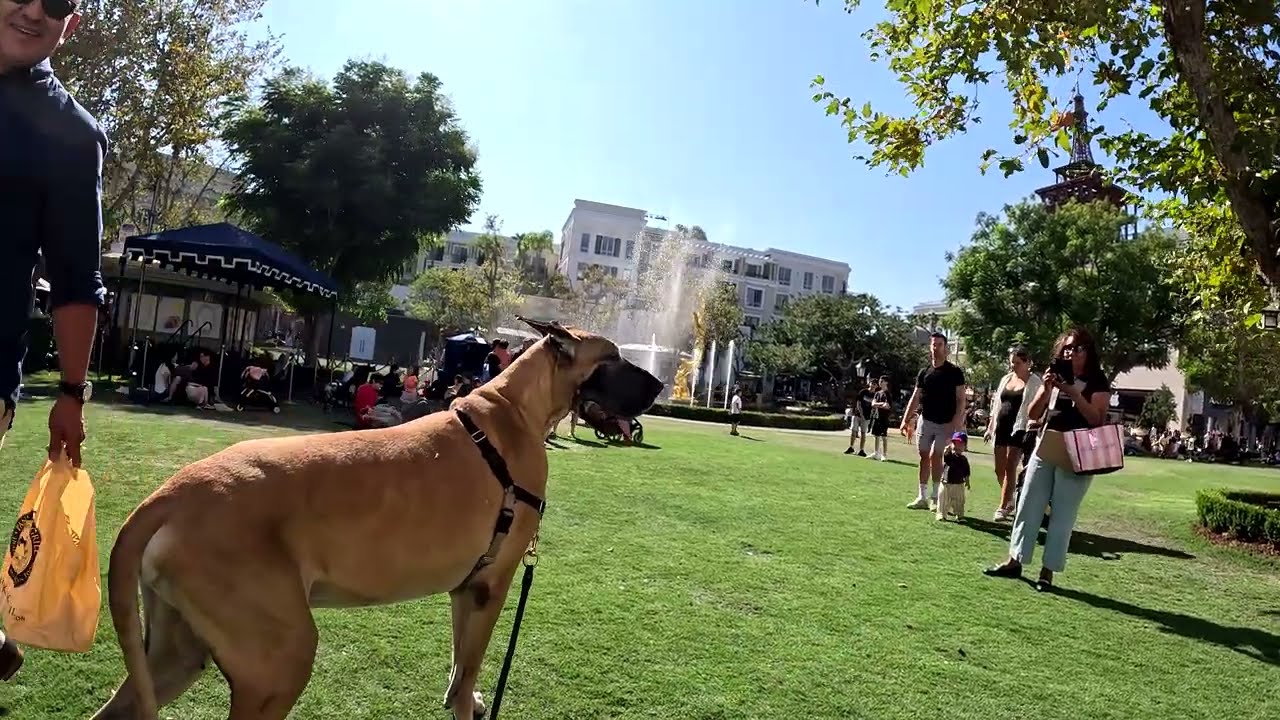 Cash 2.0 Great Dane at the Americana at Brand in Glendale, California 22