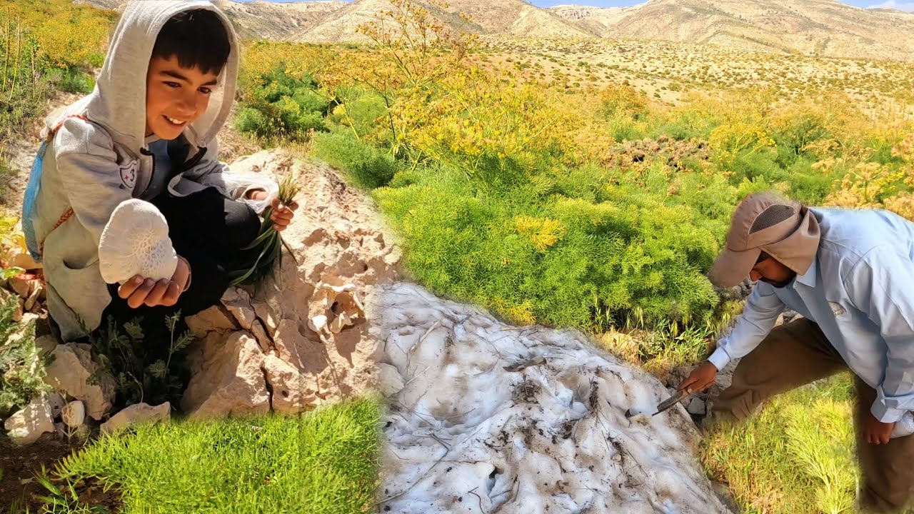 The Chaville family's adventure in the mountains, collecting medicinal plants, trying to survive⛰️