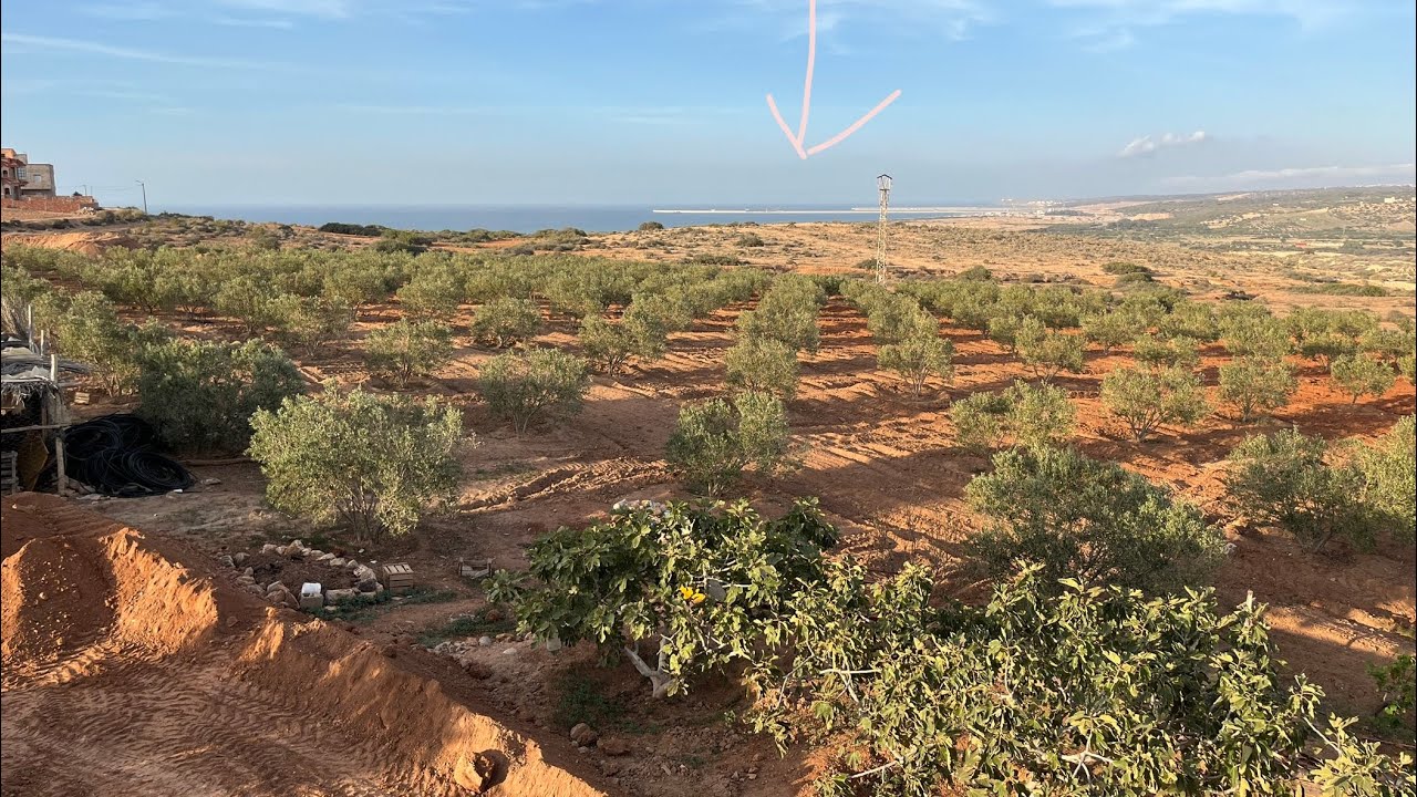 منظر عام لمزرعة الزيتون بوندوحة قريب  ميناء المتوسط الناظور بني سعــــيد