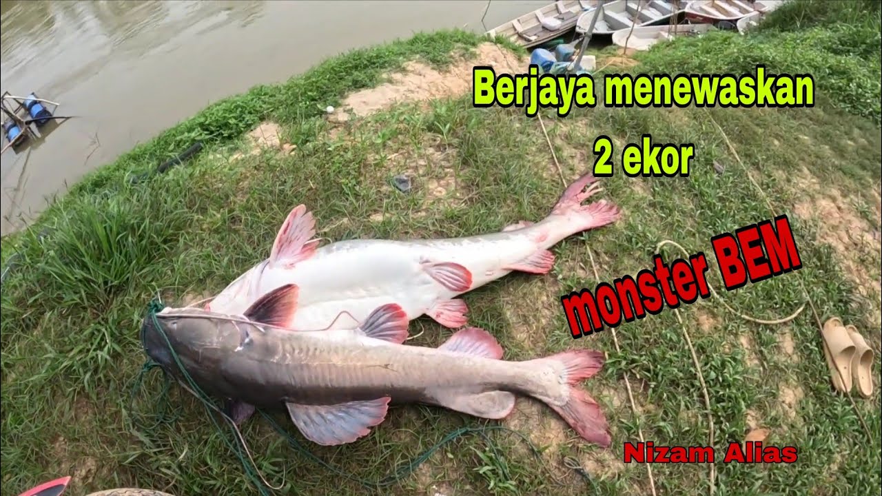 BERJAYA MENEWASKAN 2 EKOR MONSTER BEM (BAUNG EKOR MERAH)
