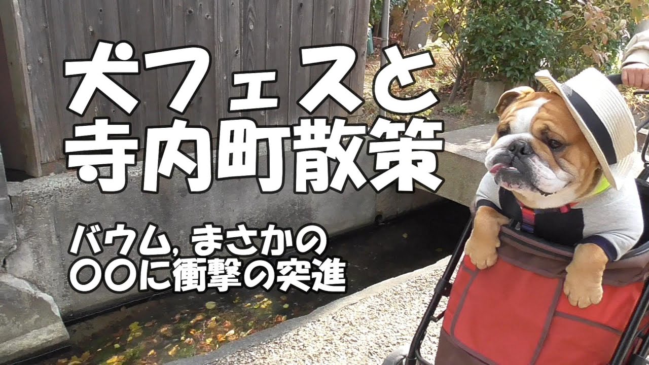 ブルドッグのバウムを連れ、かわいい犬が集まるフェスに参加、そして犬の散歩。日本の古いレトロな久宝寺寺内町の街並みも必見！ここは犬の喧嘩もないところ…衝撃の突進はダメよ。
