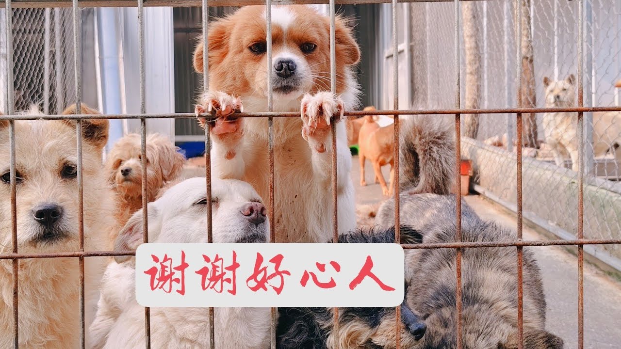 狗狗一天一天长大，压力随之而来，去年种的水稻已被毛孩子们消耗的所剩无几。