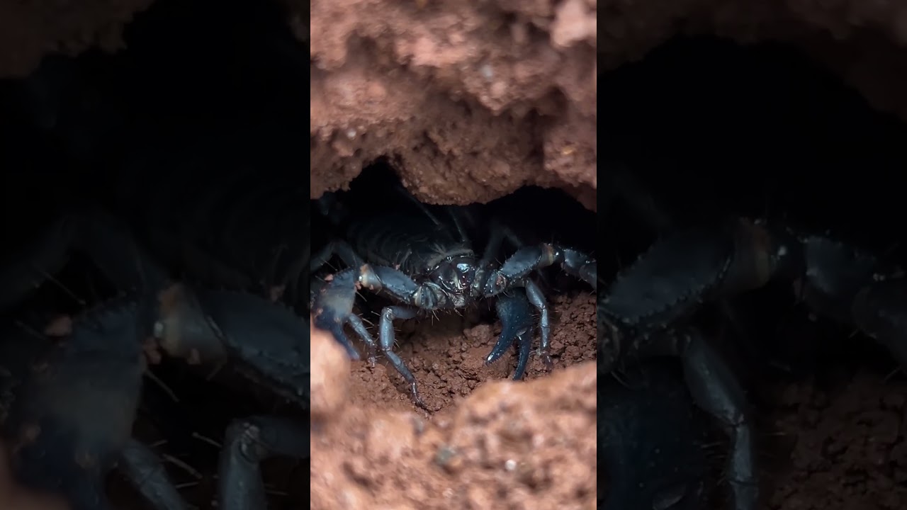 Large Black Scorpion Hiding in a Burrow 