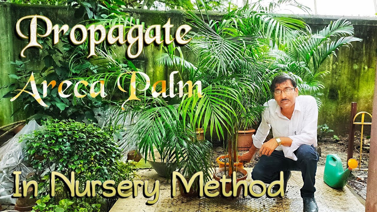 How to Propagate Areca Palm in the Nursery Method ?