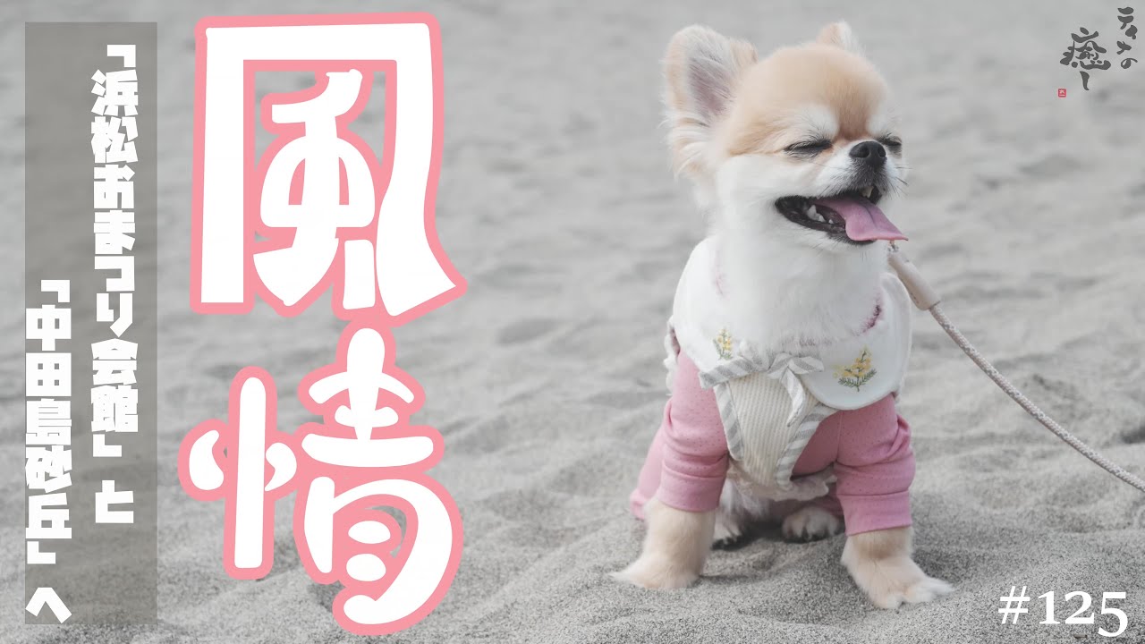 【犬旅行】浜松おまつり会館＆中田島砂丘で素敵な思い出づくりを♪【浜松】