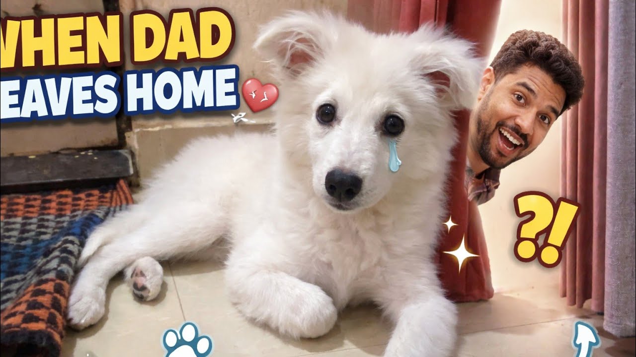 When Dad Leaves Home 😢 | Leo’s Emotional Reaction + Hide & Seek Fun 🐶😂 #viral #puppy 