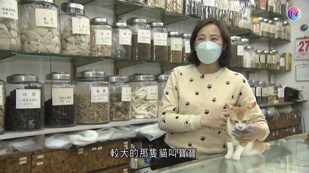 【小事大意義】 攝影師走訪舊區老舖紀錄舖頭貓與人的生活　港版貓島：大澳有百多隻「島貓」　流浪貓之家負責人談社區與動物共融－有線新聞