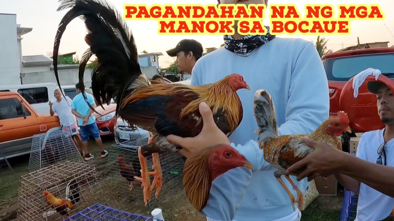 PAGANDAHAN NA NG MGA MANOK SA BOCAUE BULACAN