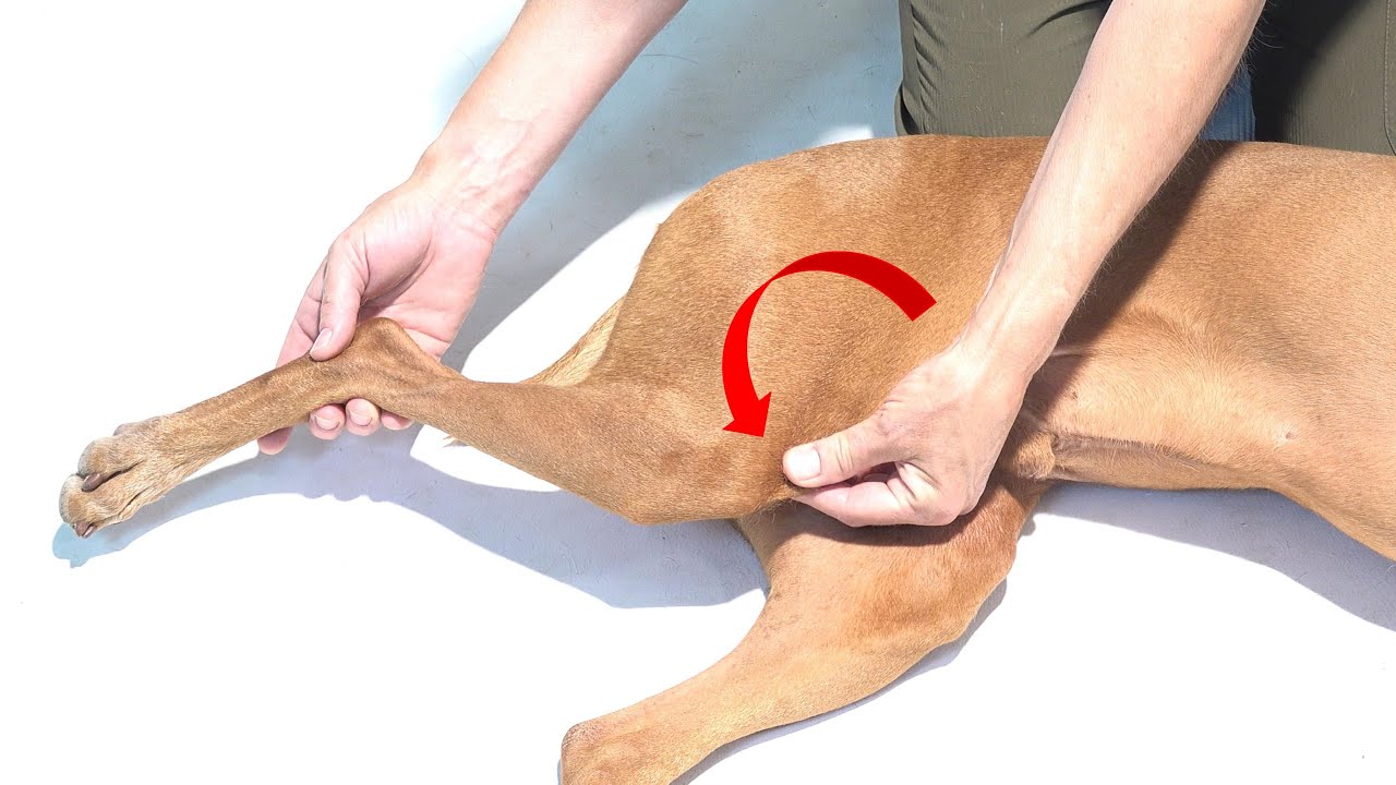 Hip Dysplasia - Puppy Care with GoGoCharlie™