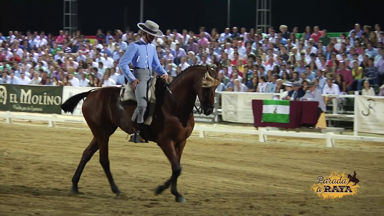 Buenaventura Maestre Soria con Alhambra en el Campeonato de Andaluclía 2017