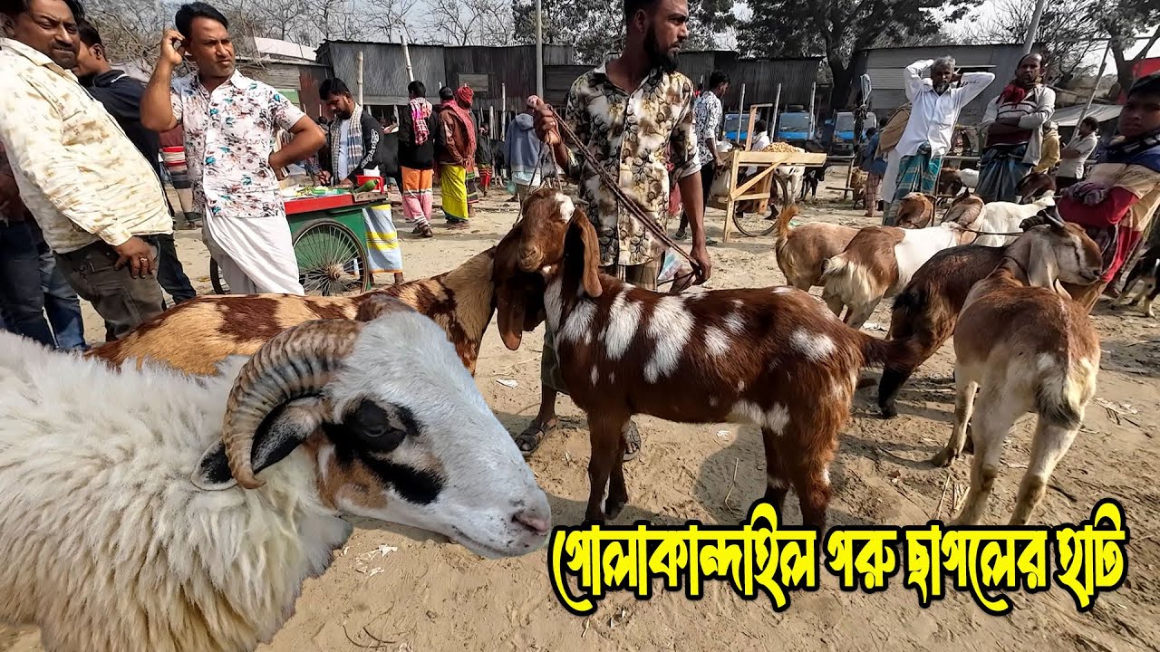 গোলাকান্দাইল হাটে গরু ছাগল ভেড়ার ঢল, চোখ জুড়িয়ে যায় | এ যেন হাট নয় মেলা | Golakandail Hat 2026