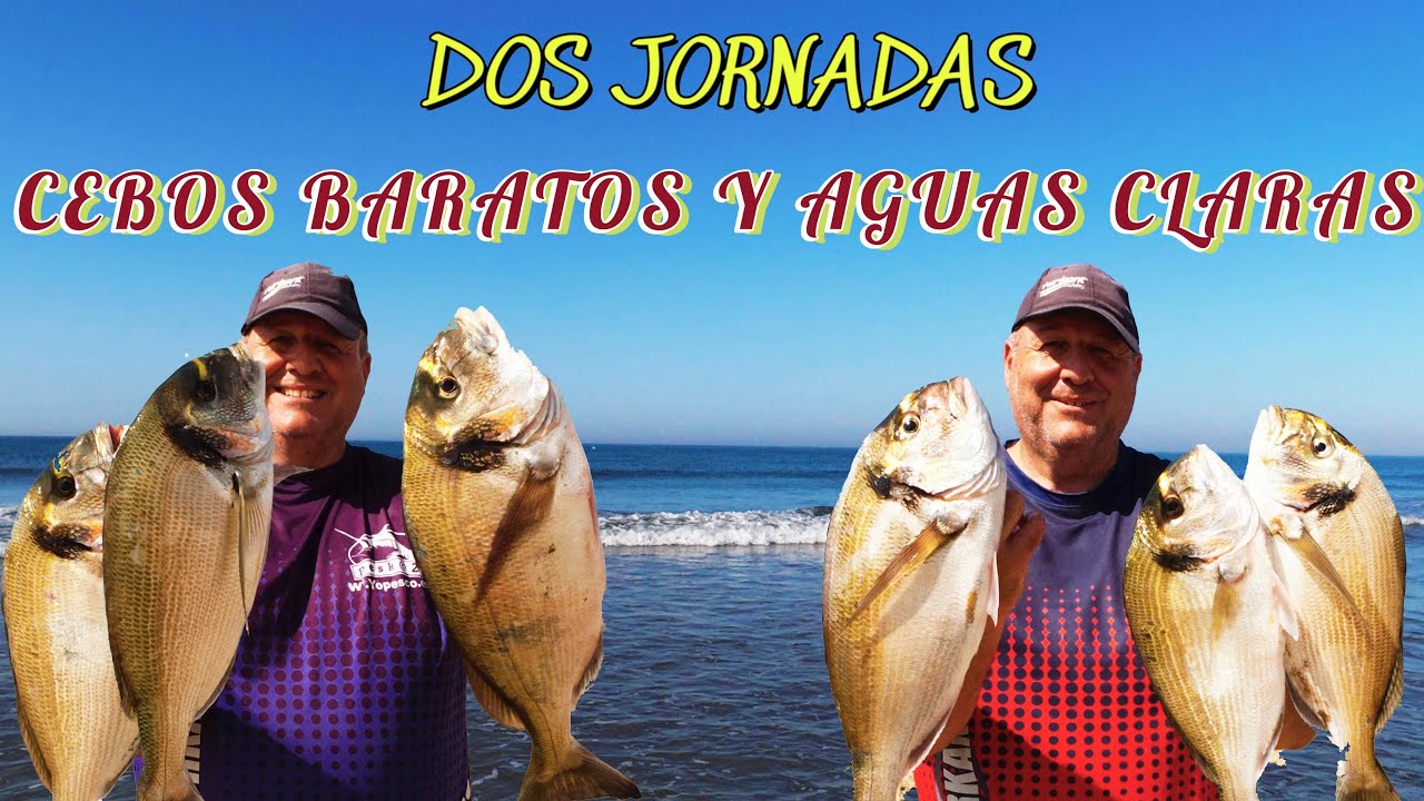 PESCA SURFCASTING CEBOS BARATOS AGUAS CLARAS Y DORADAS