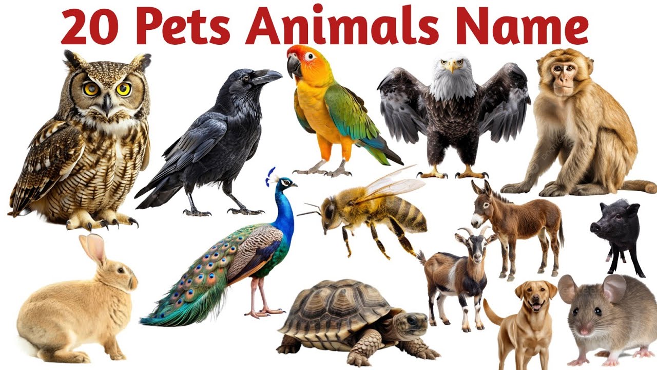 20 पालतू जानवरों की दुनिया |20 Pets Names in English for Kids Early Learning and Vocabulary Building